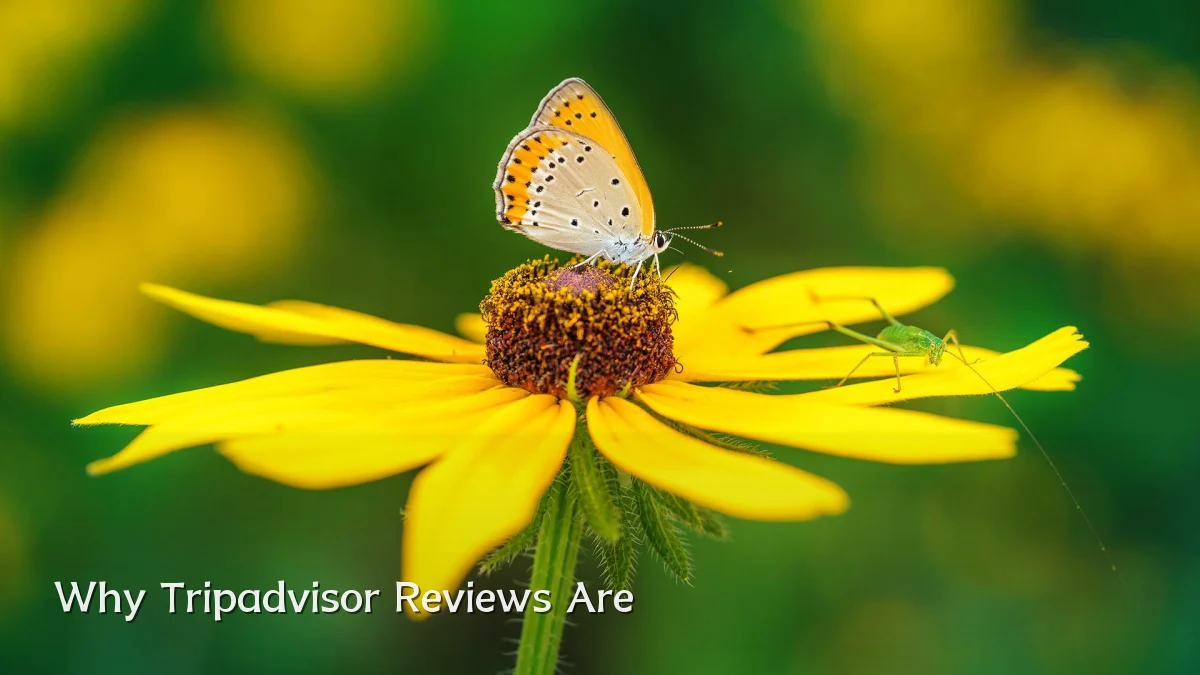 Why Tripadvisor Reviews Are