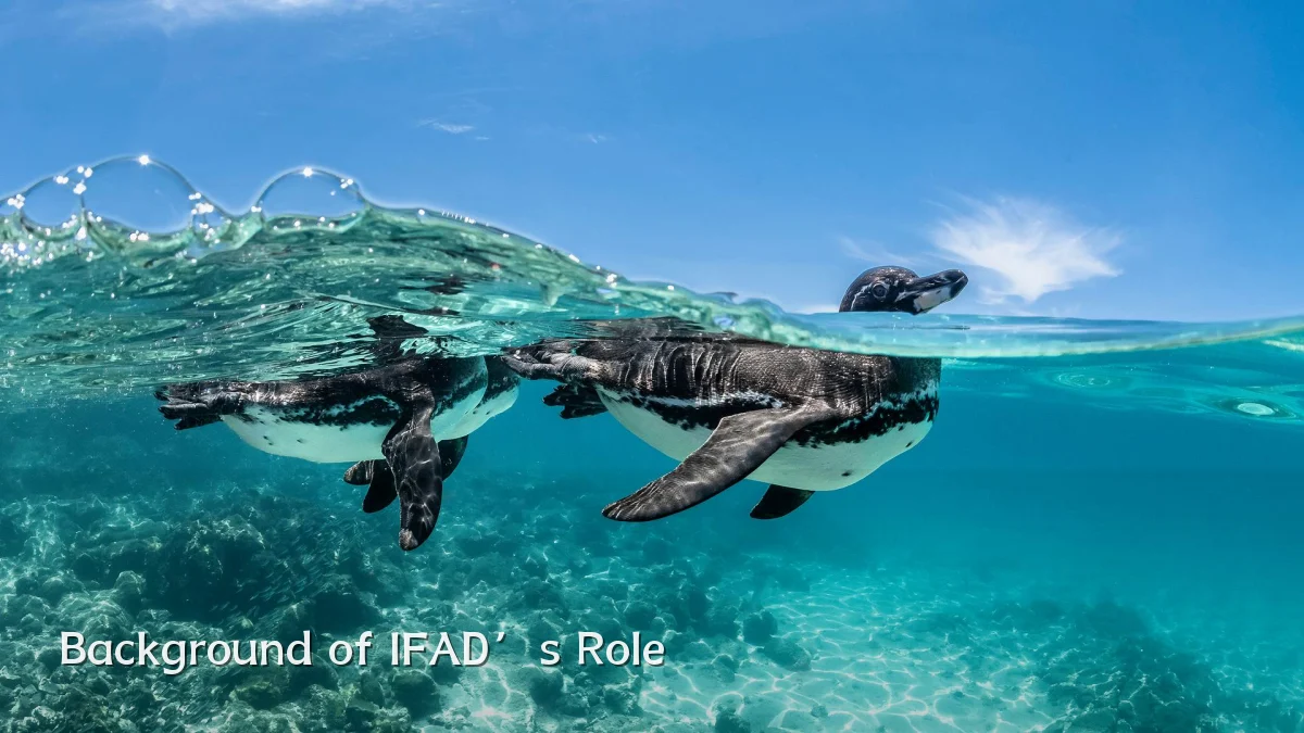 Background of IFAD’s Role