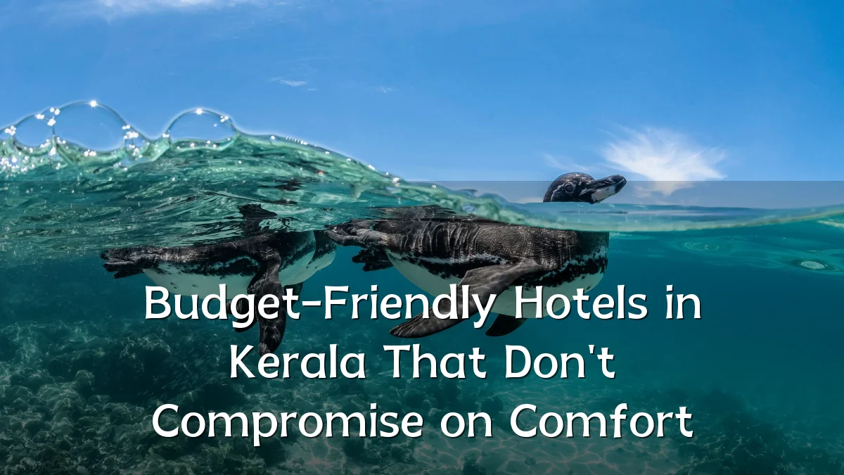 Budget-Friendly Hotels in Kerala That Don't Compromise on Comfort
