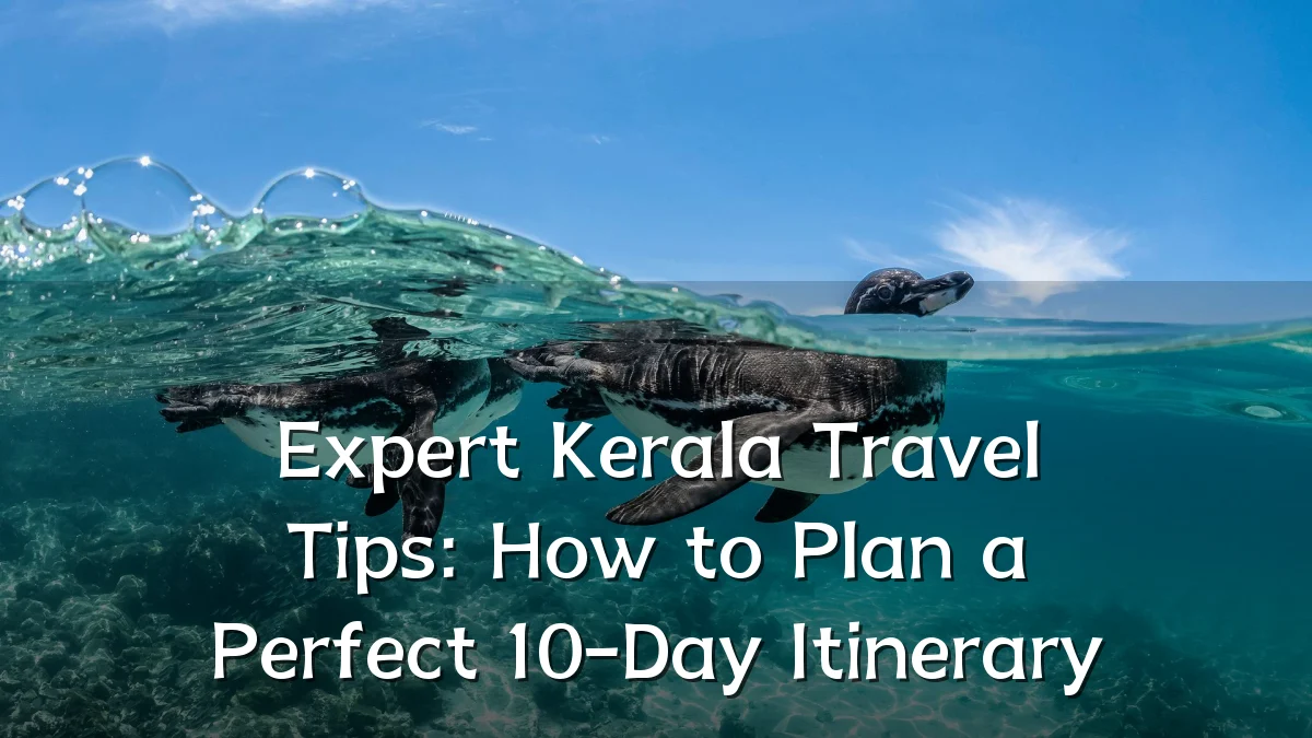 Expert Kerala Travel Tips: How to Plan a Perfect 10-Day Itinerary