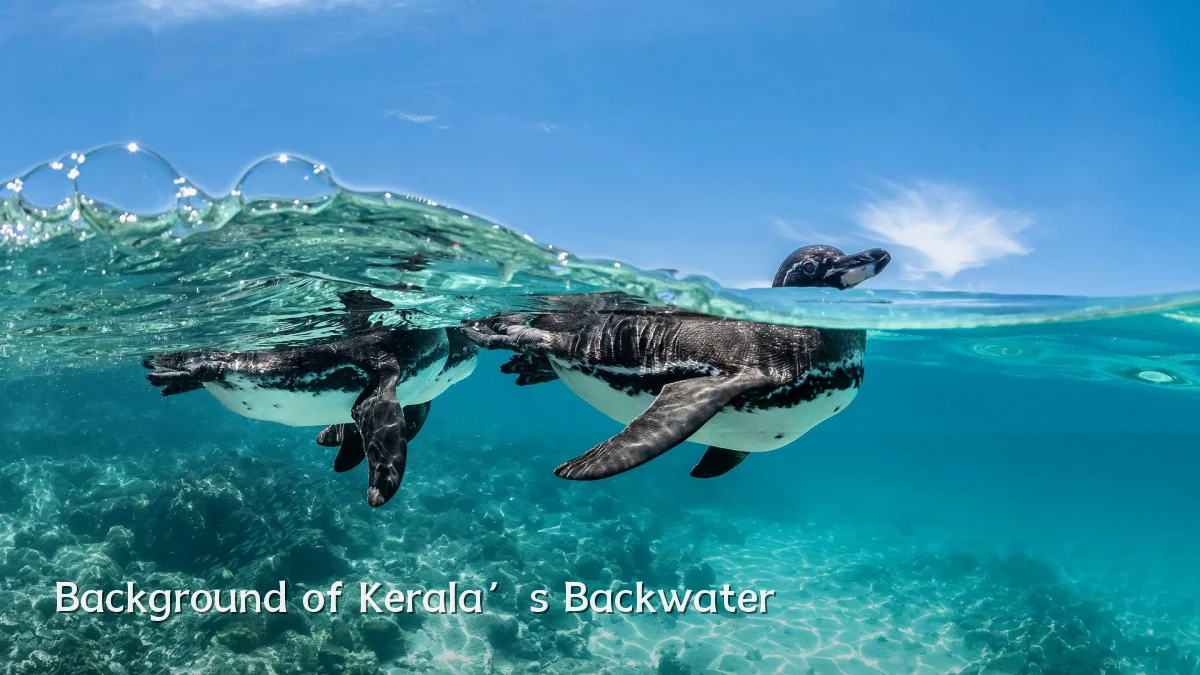 Background of Kerala’s Backwater
