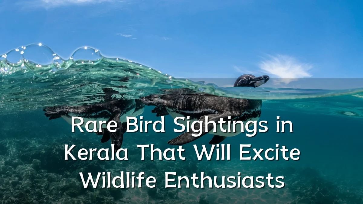 Rare Bird Sightings in Kerala That Will Excite Wildlife Enthusiasts