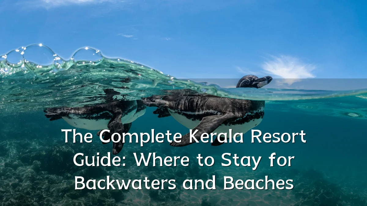 The Complete Kerala Resort Guide: Where to Stay for Backwaters and Beaches